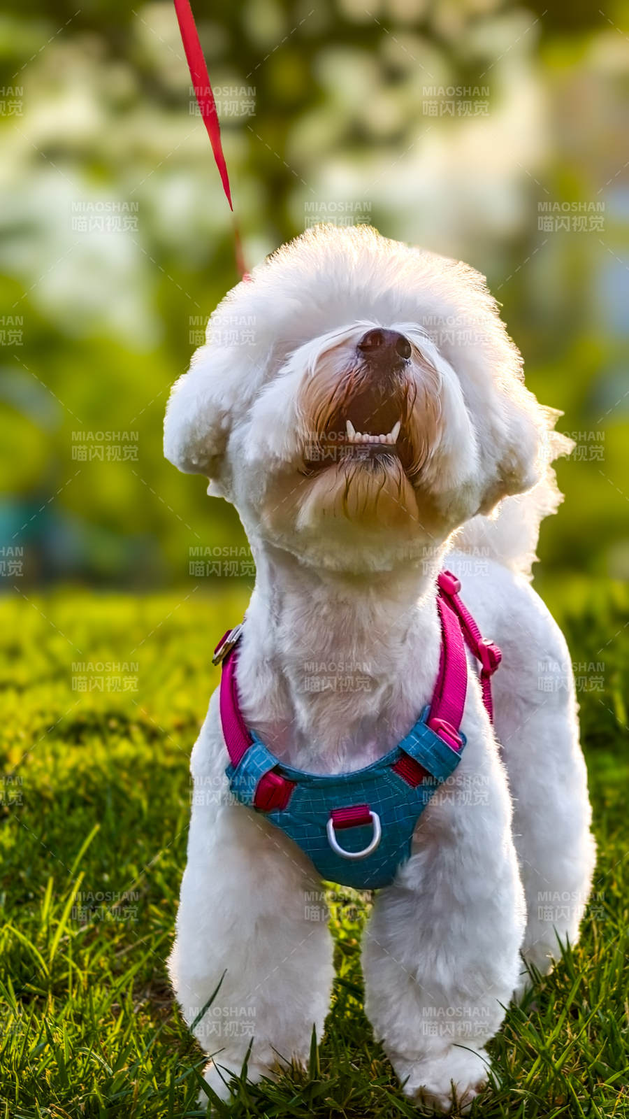 阳光下的可爱小狗图片