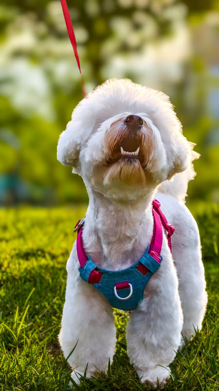 阳光下的可爱小狗图片