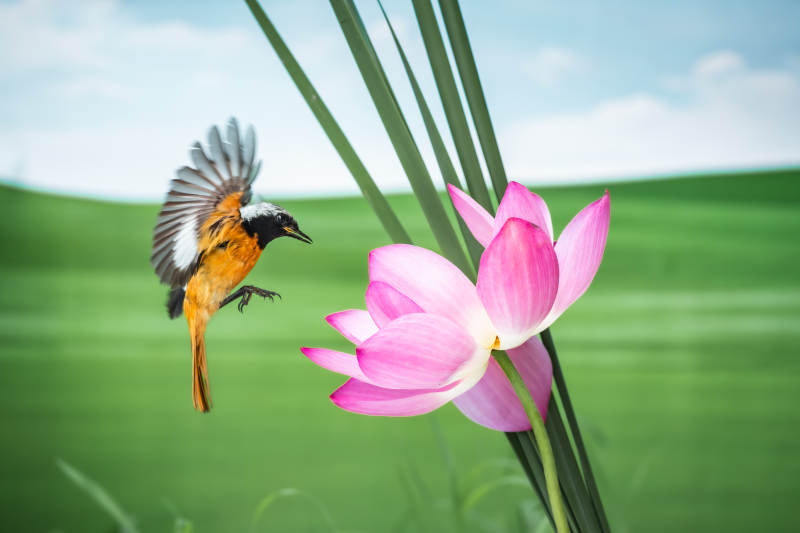 飞鸟与莲花的邂逅图片