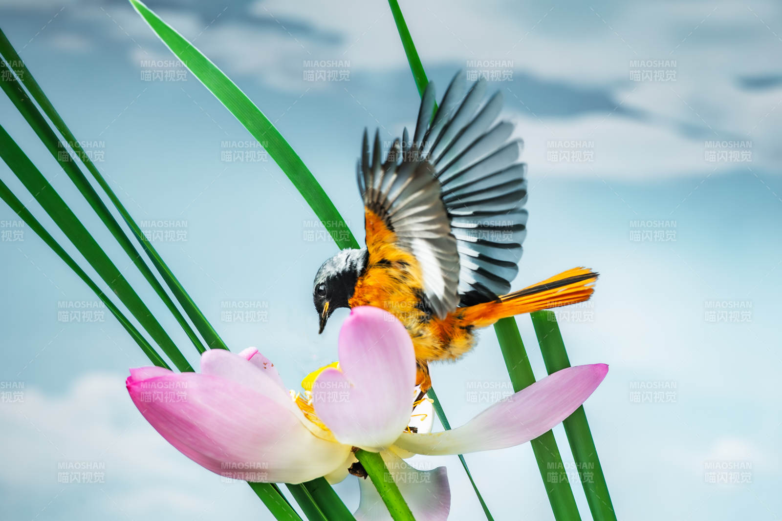 鸟儿停驻莲花上展翅图片
