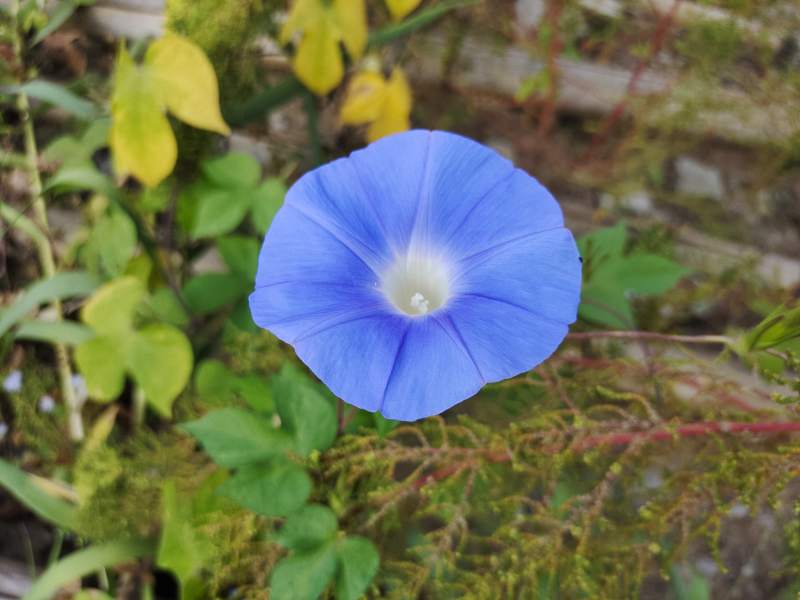 蓝色牵牛花绽放于绿叶间图片