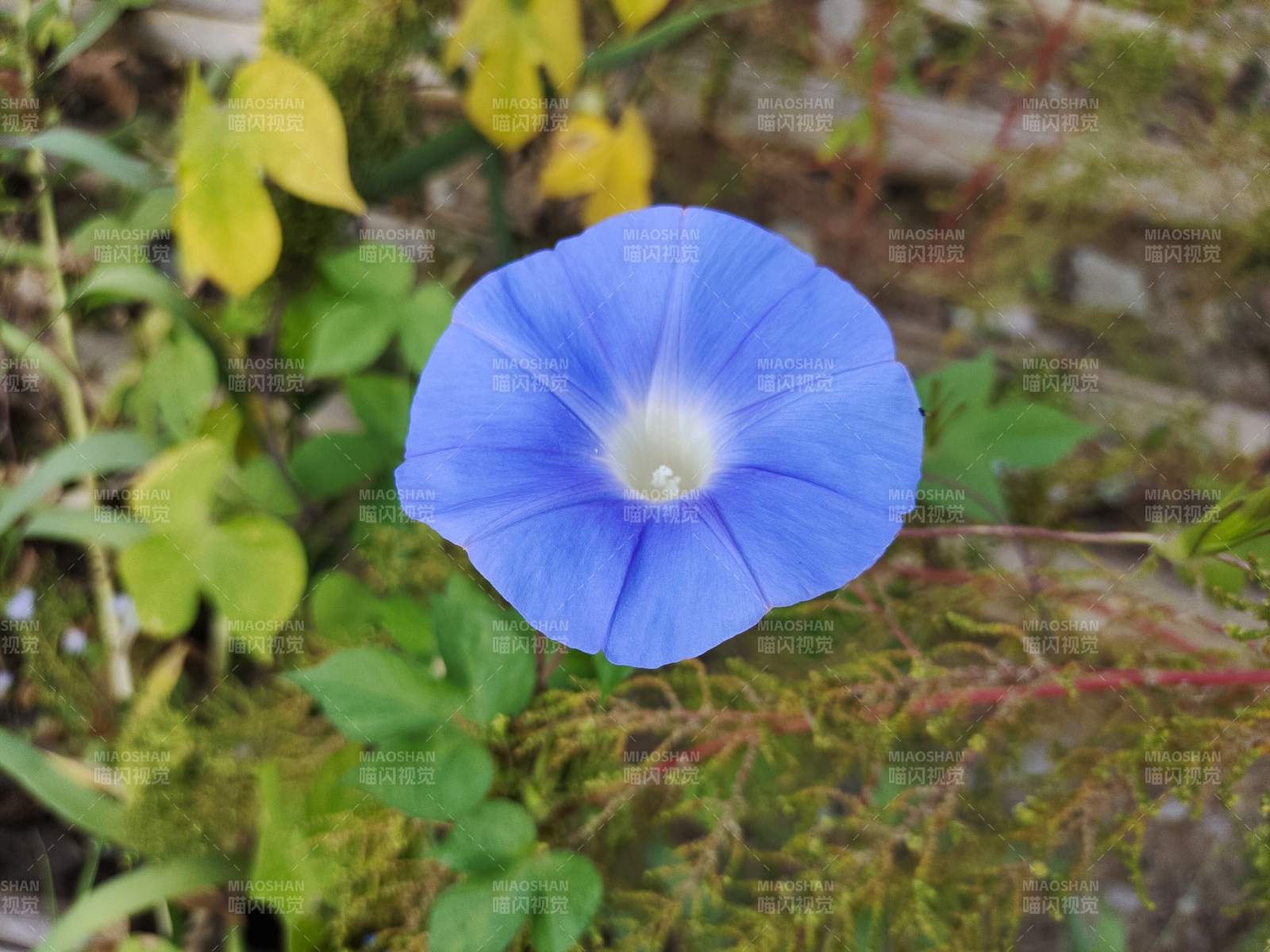 蓝色牵牛花绽放于绿叶间图片