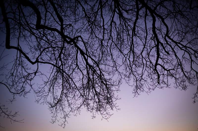 暮色中的树影剪影图片