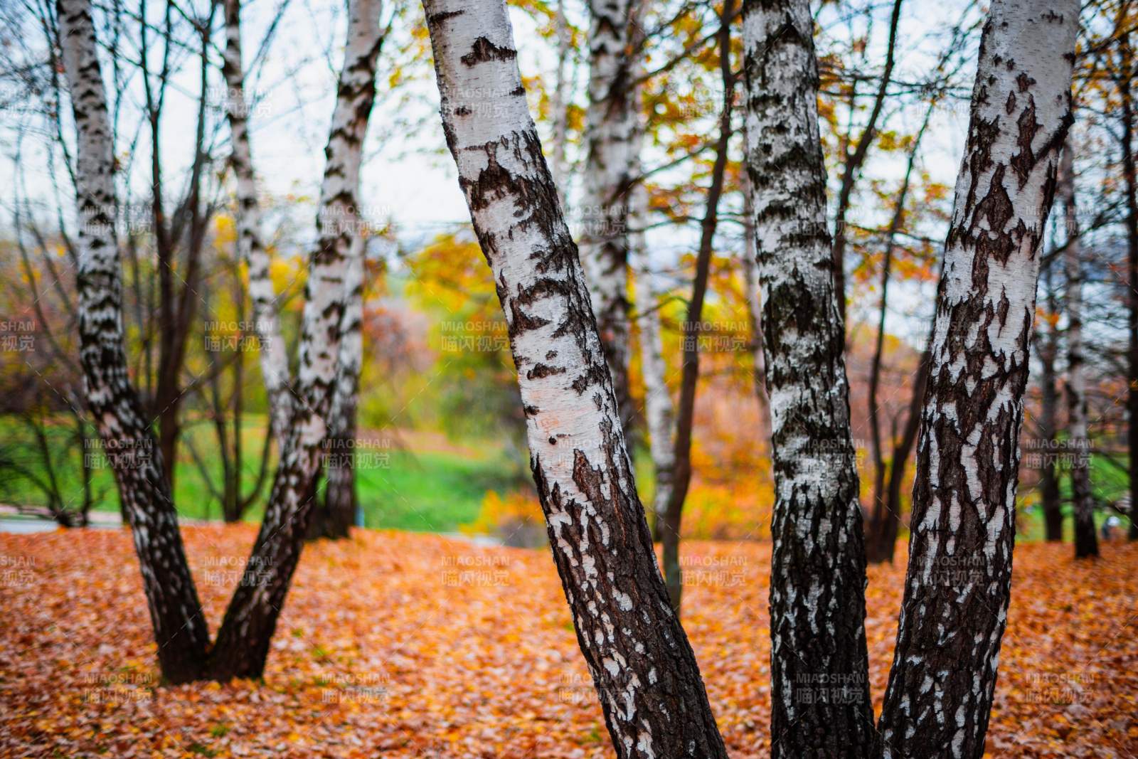 秋日林间落叶纷飞图片