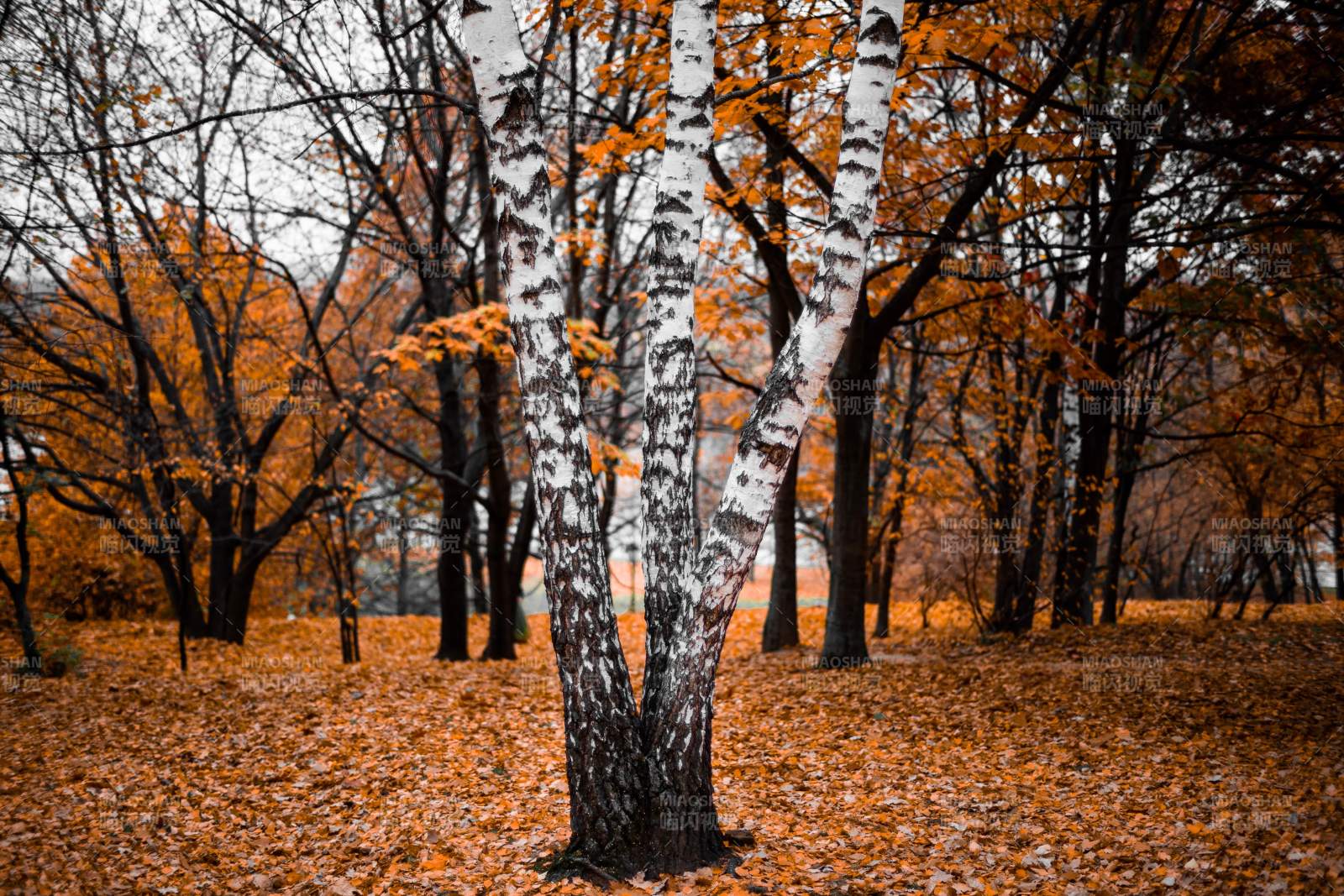 秋日林间落叶纷飞图片