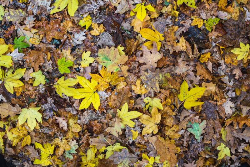 秋日落叶铺满地面图片