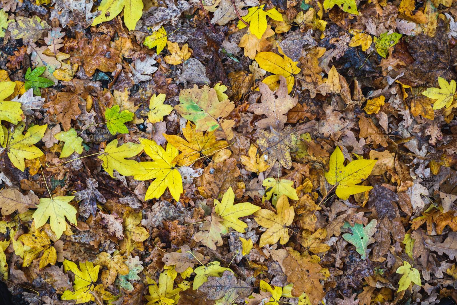 秋日落叶铺满地面图片
