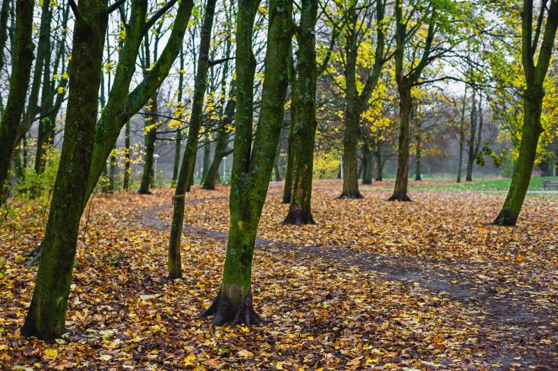 秋日林间落叶铺地图片
