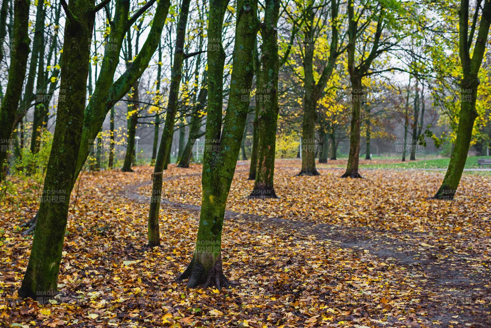 秋日林间落叶铺地图片