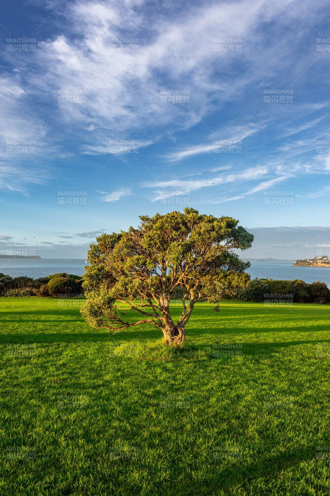 海边孤树映蓝天图片