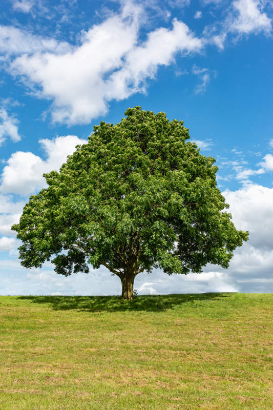 孤树绿荫映蓝天图片