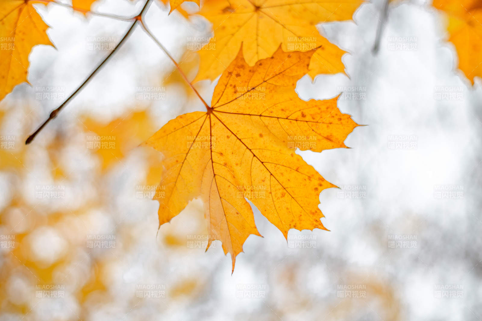 秋日金黄枫叶特写图片