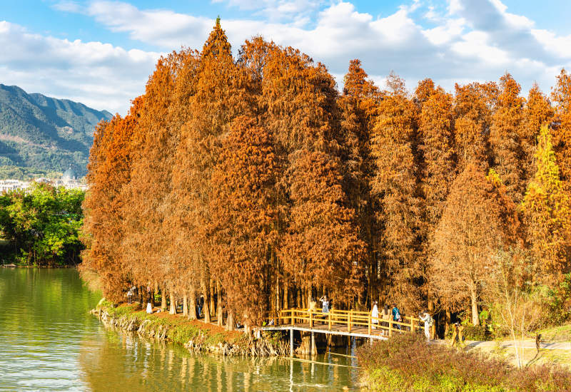 秋日湖畔红树林美景图片
