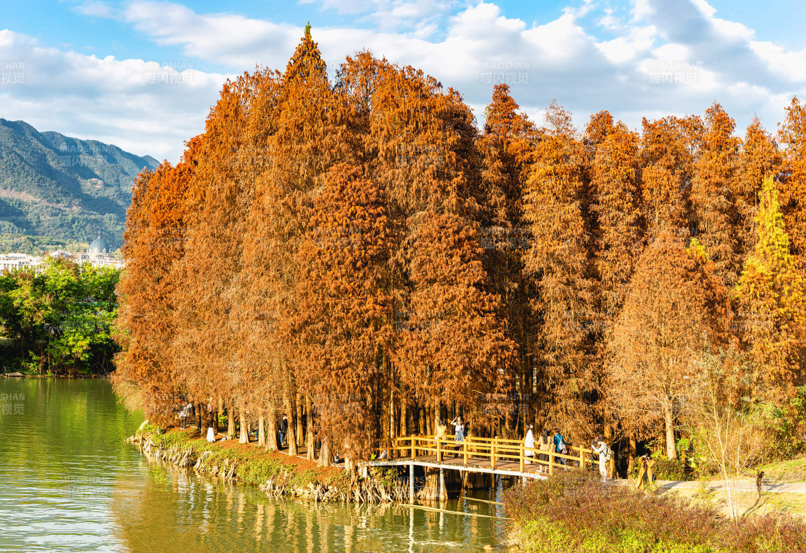 秋日湖畔红树林美景图片