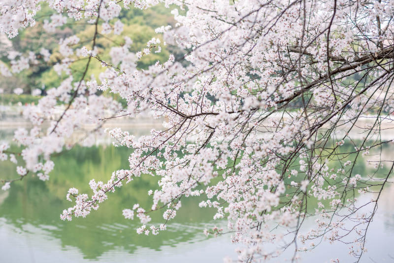 湖畔樱花盛开美景图片