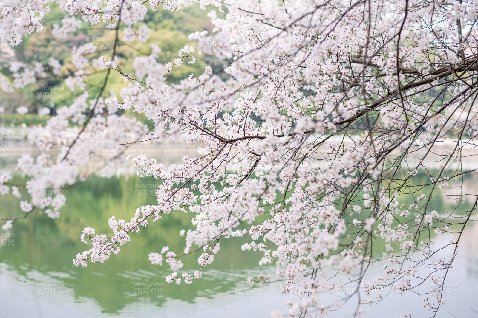 湖畔樱花盛开美景图片
