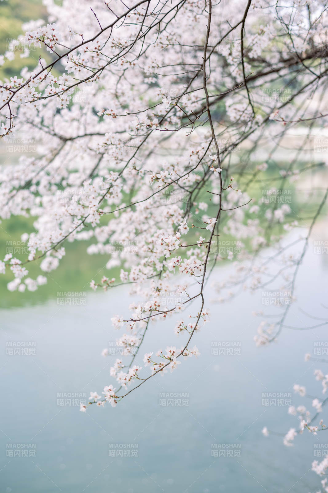 樱花盛开 湖畔春意浓图片
