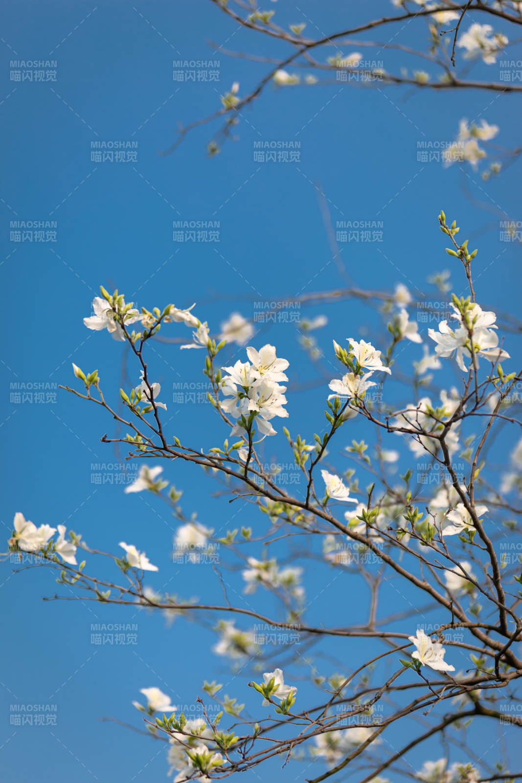 蓝天下的白色花枝图片