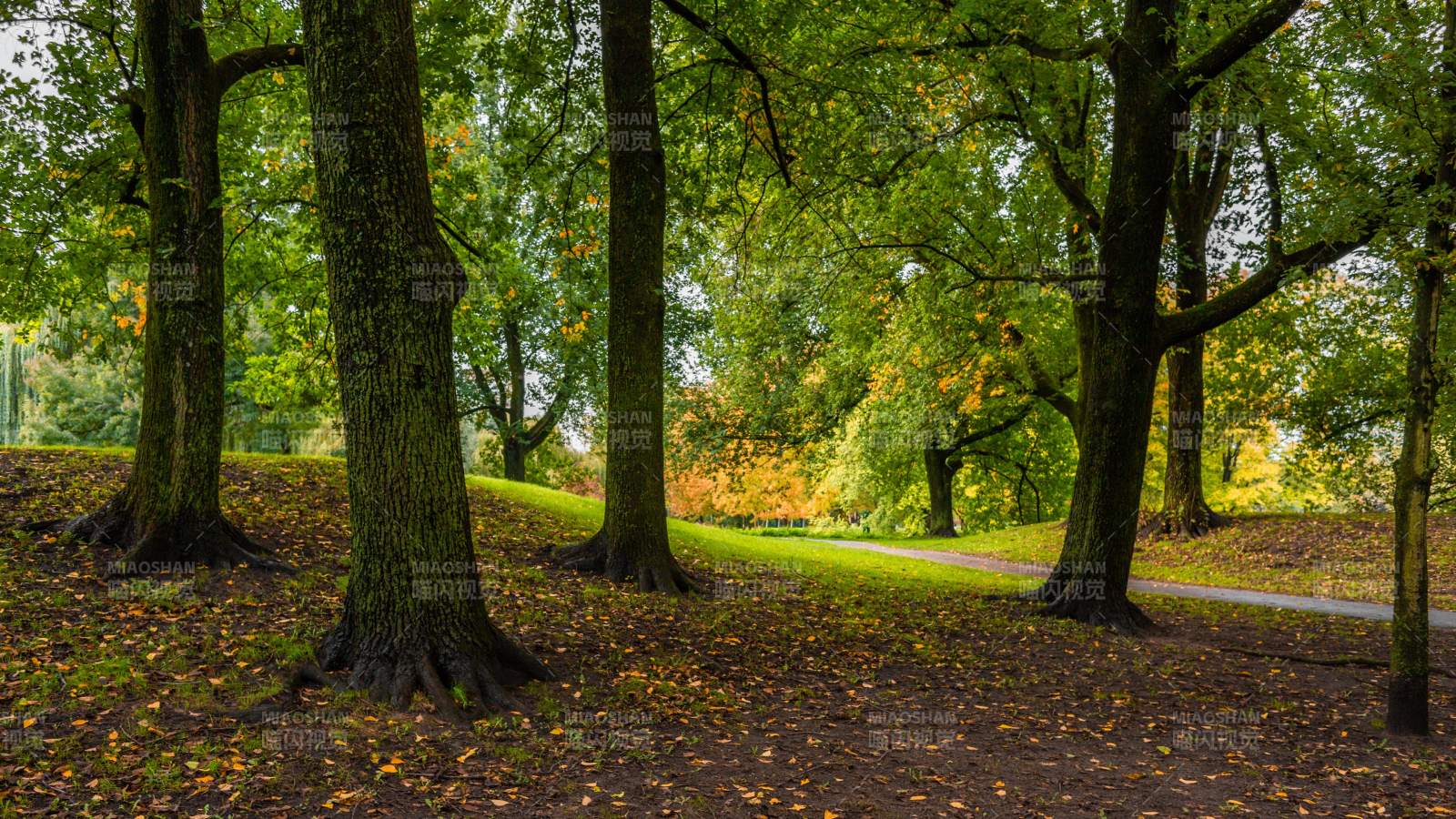 秋日公园小径风光图片