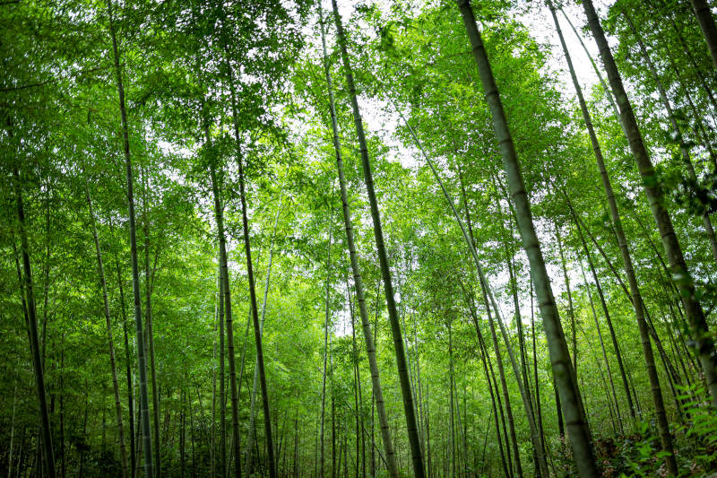 竹林深处绿意浓图片