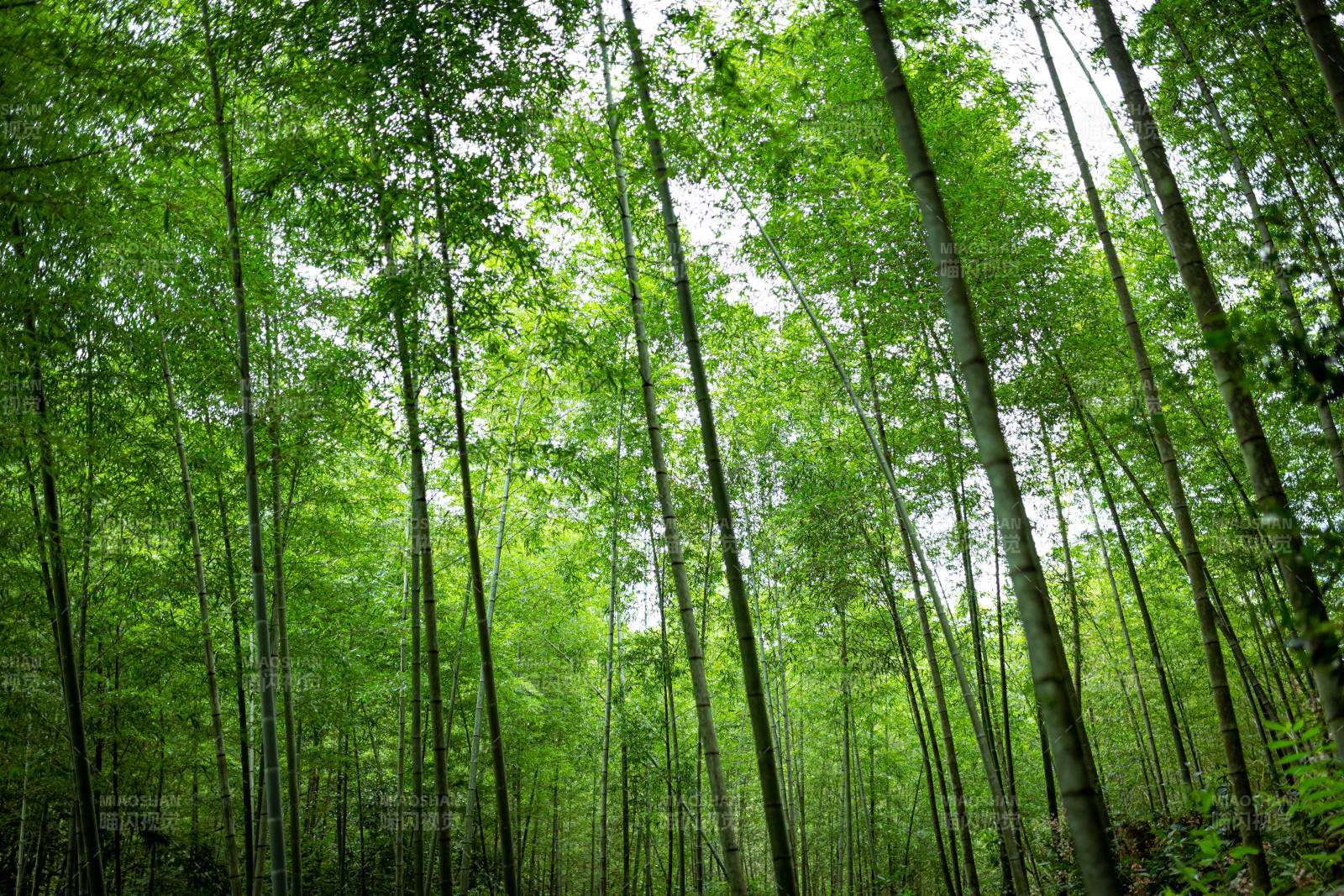 竹林深处绿意浓图片