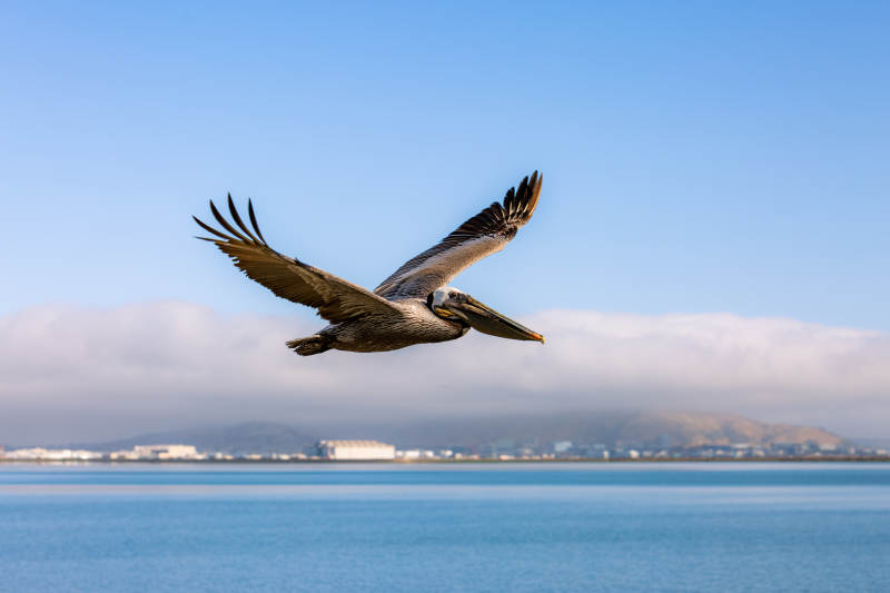 飞翔的鹈鹕与海景图片