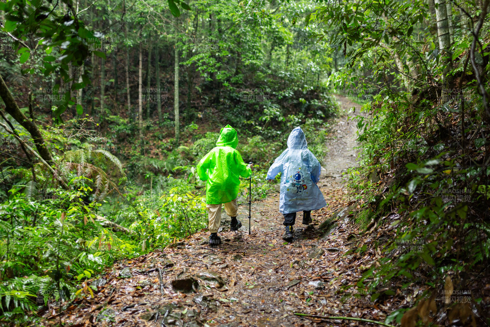 雨中森林探险记图片