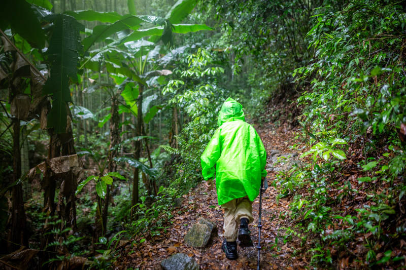 雨林探险 绿色行者图片