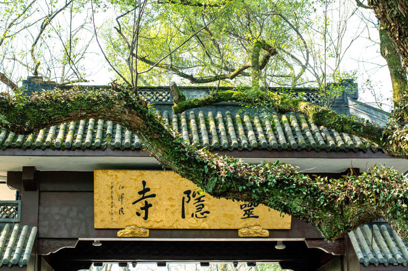灵隐寺古树藤蔓环绕图片