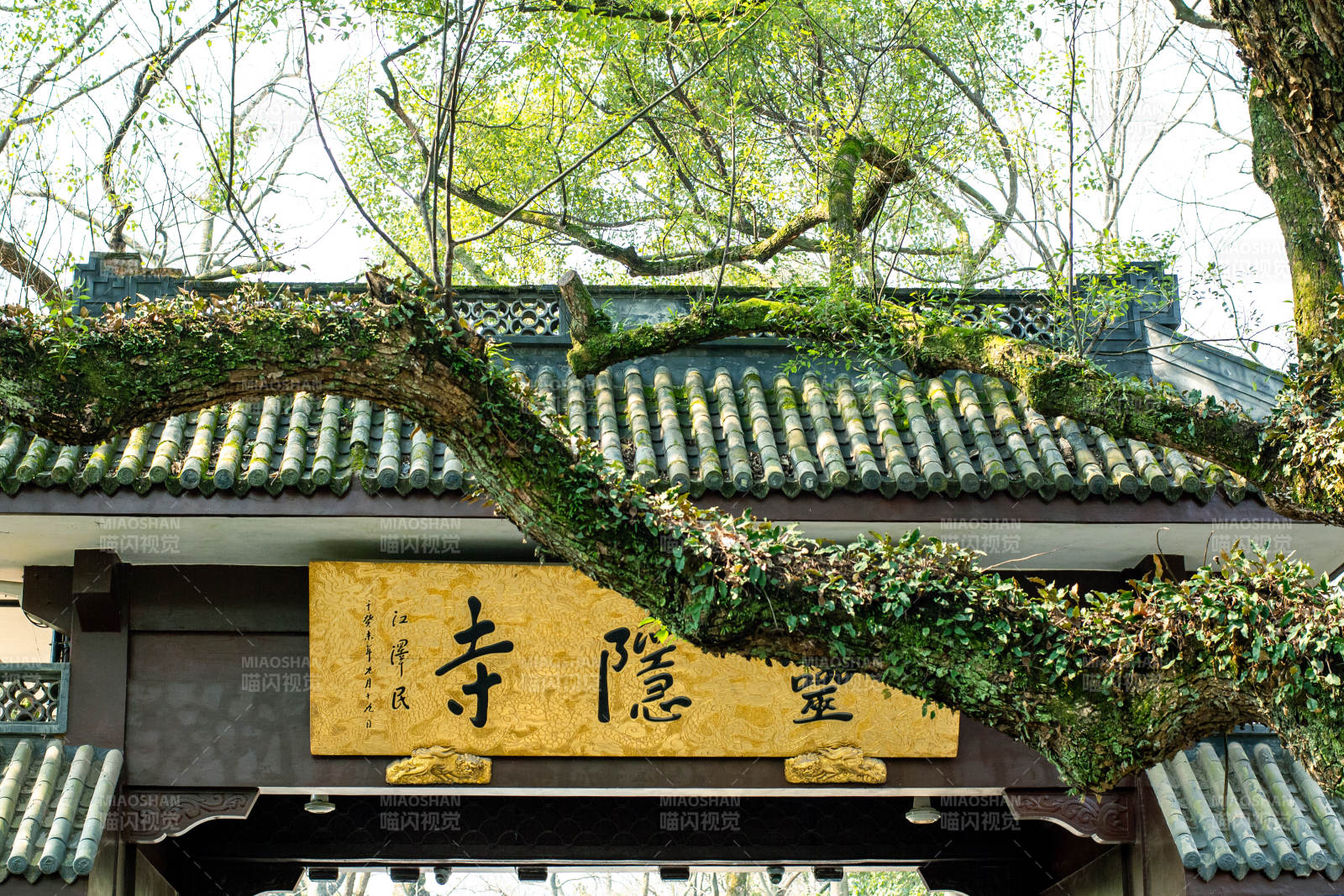 灵隐寺古树藤蔓环绕图片