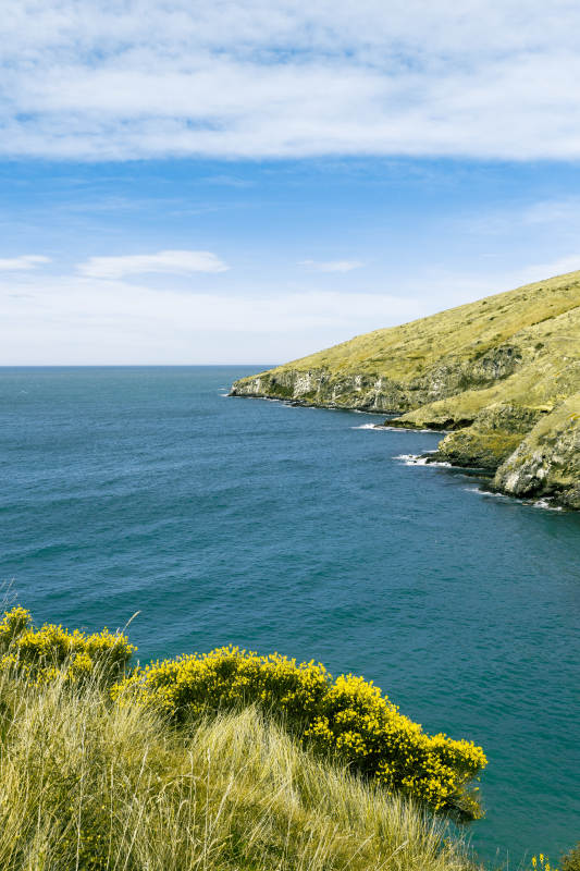 新西兰基督城 海岸悬崖与黄花点缀图片