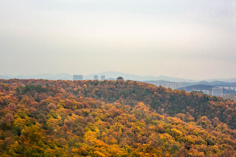 秋林远山 城市隐约图片
