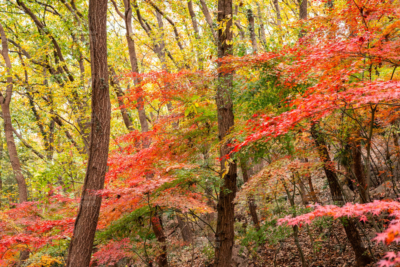 秋林红叶映阳光图片