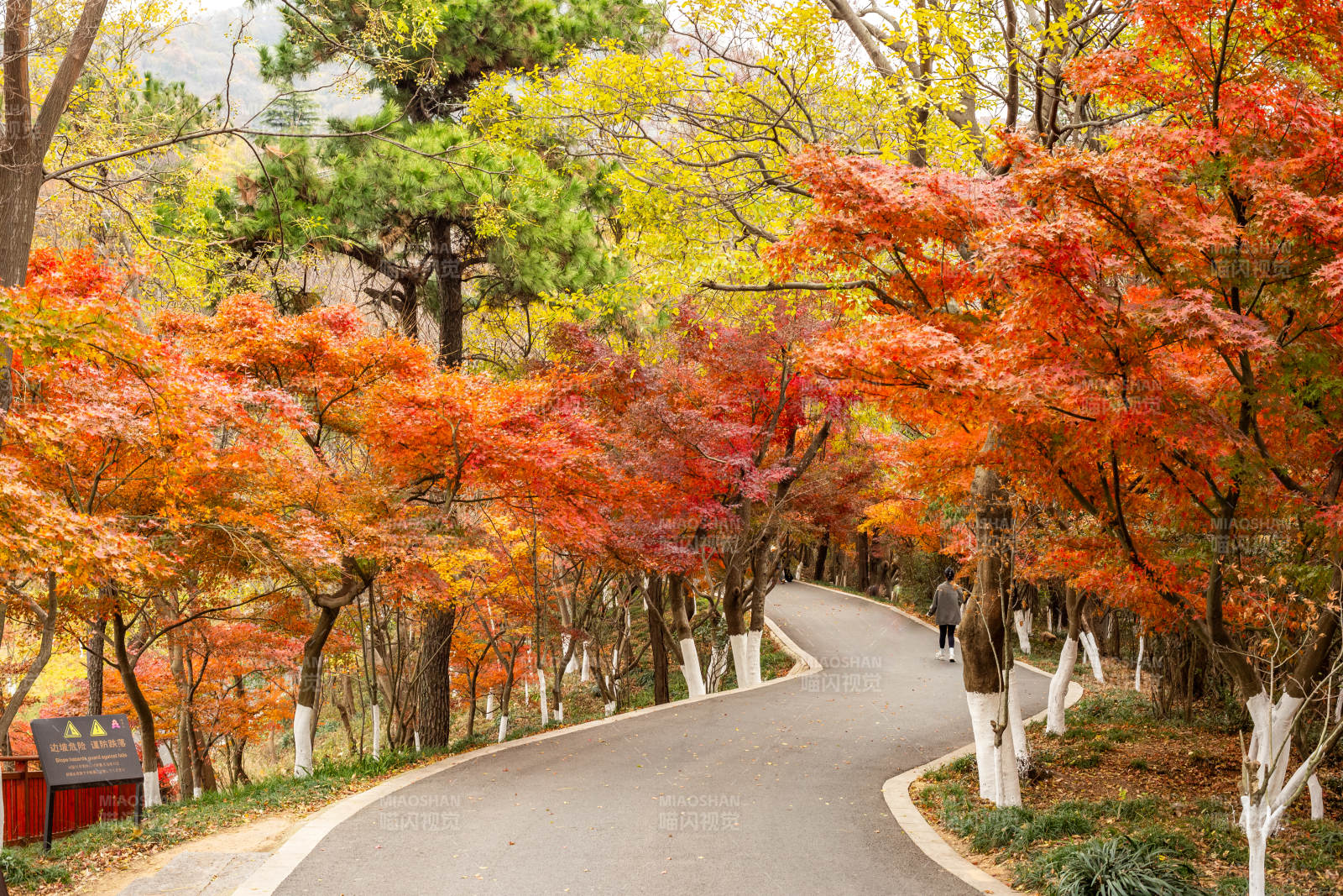 秋日林间小径美景图片