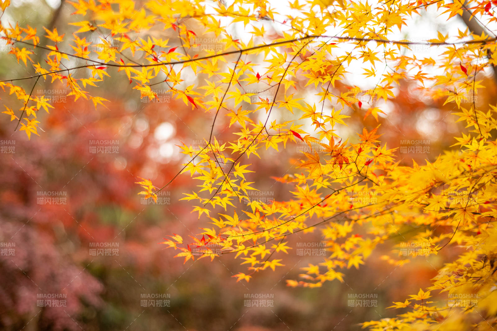 秋日金黄枫叶美景图片