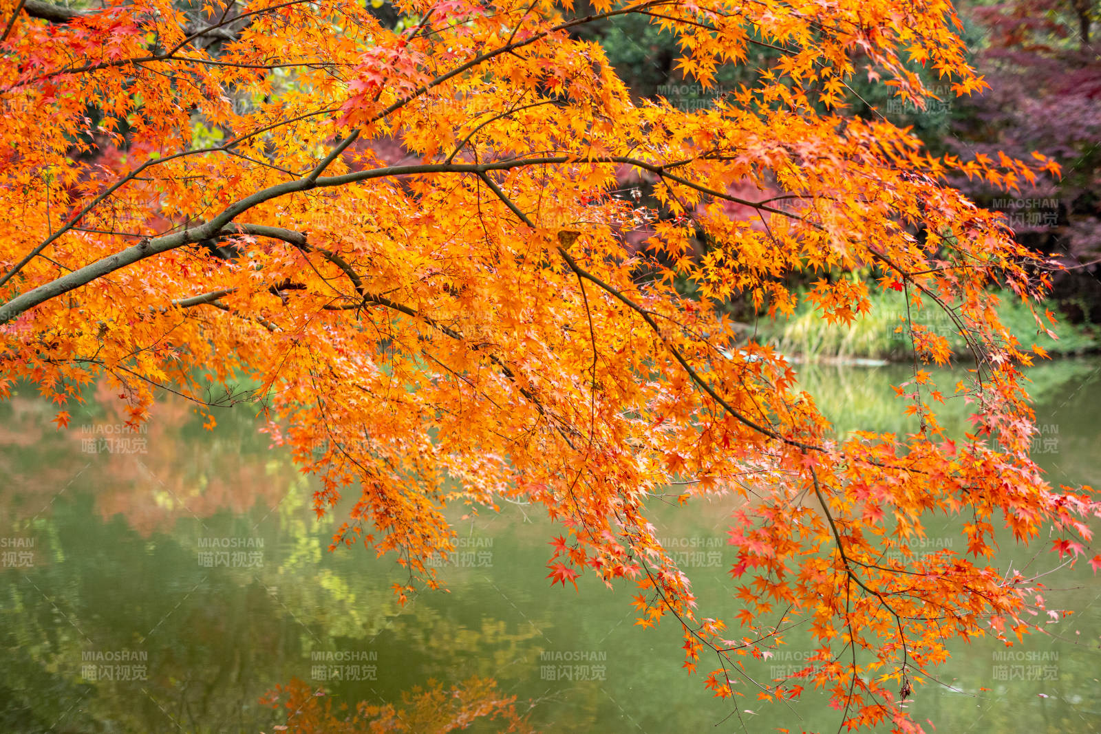秋日湖畔红叶映水图片
