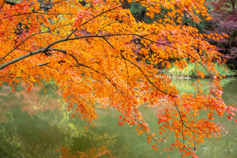 秋日湖畔红叶映水图片