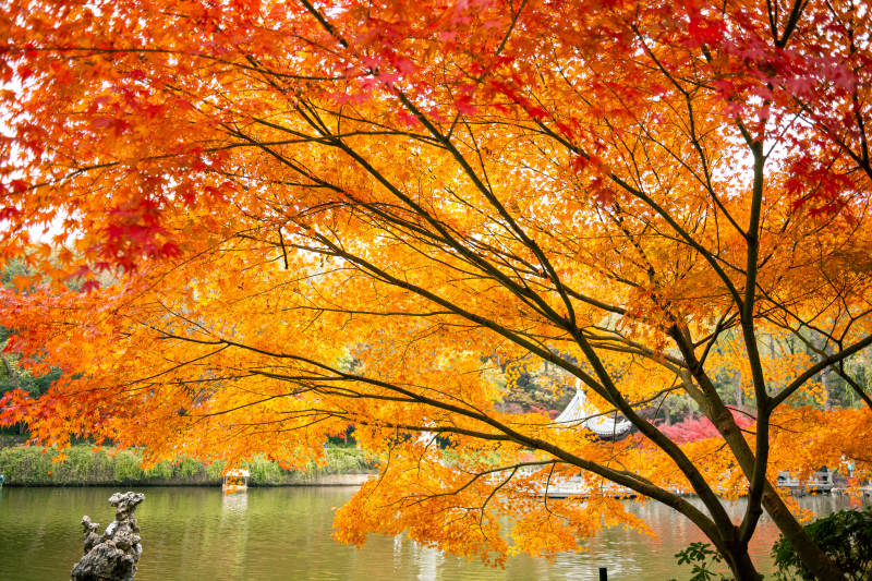 秋日湖畔枫叶如火图片