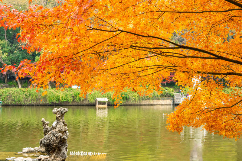 秋色映湖 红叶如火图片