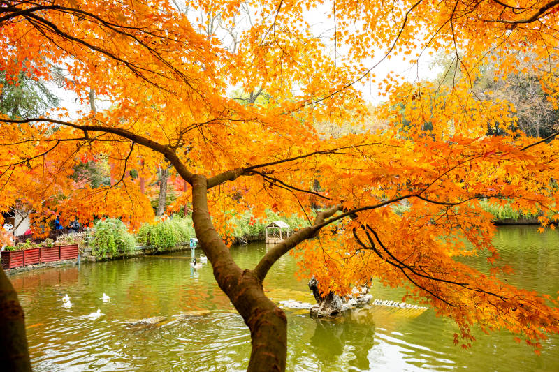 秋日湖畔 金叶映水图片