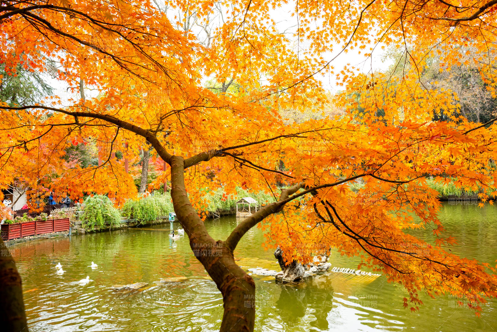 秋日湖畔 金叶映水图片