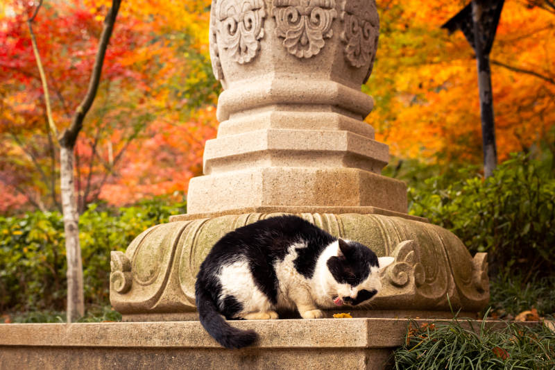 秋日石雕旁的猫咪图片