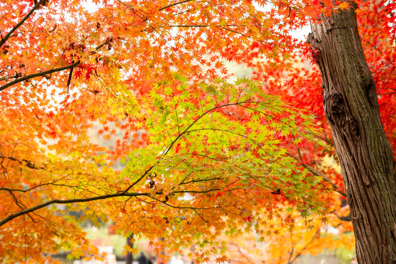 秋日红叶映天际图片