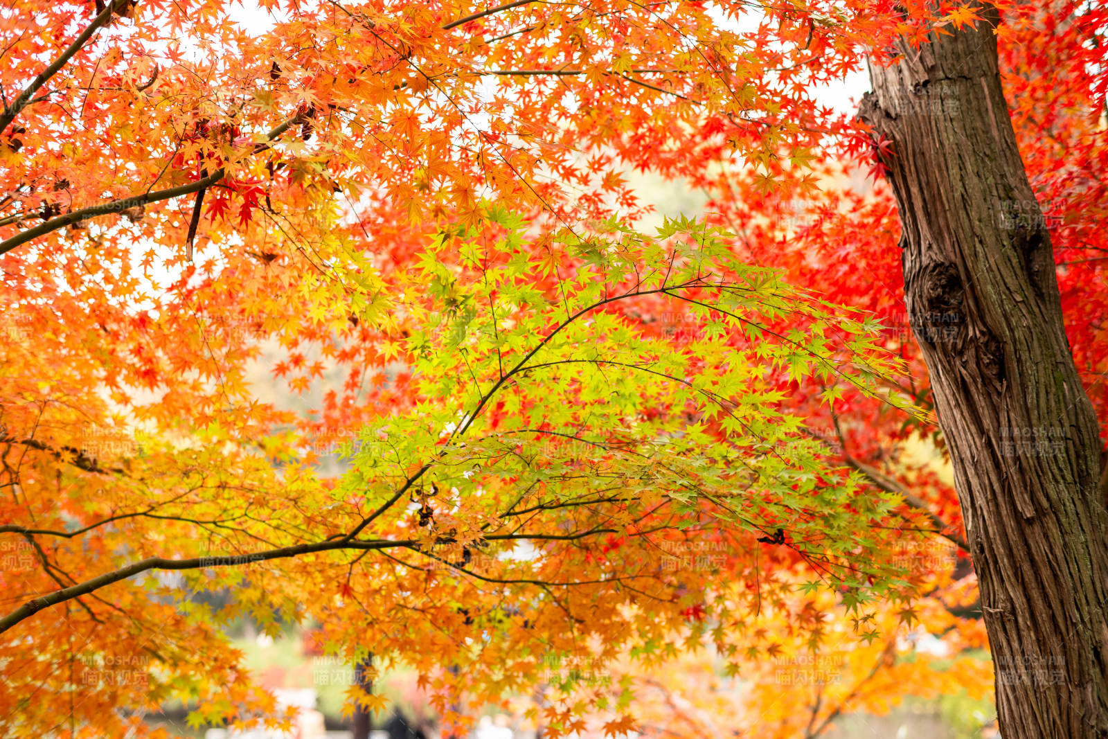 秋日红叶映天际图片