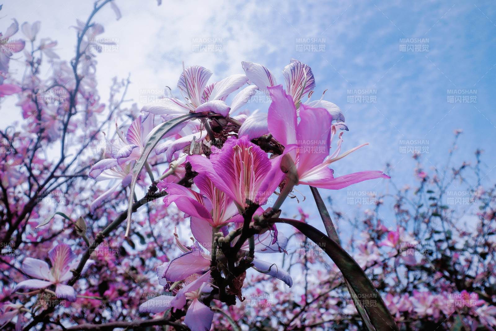 紫荆花开映蓝天图片