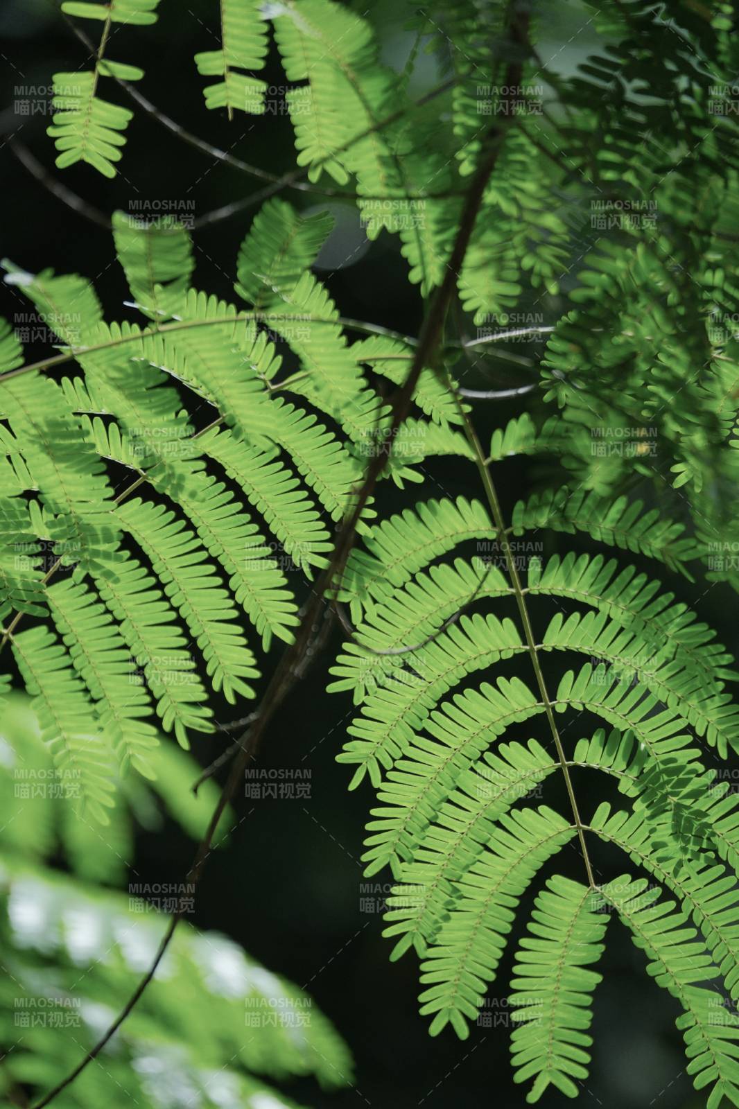 绿叶细枝 自然之美图片