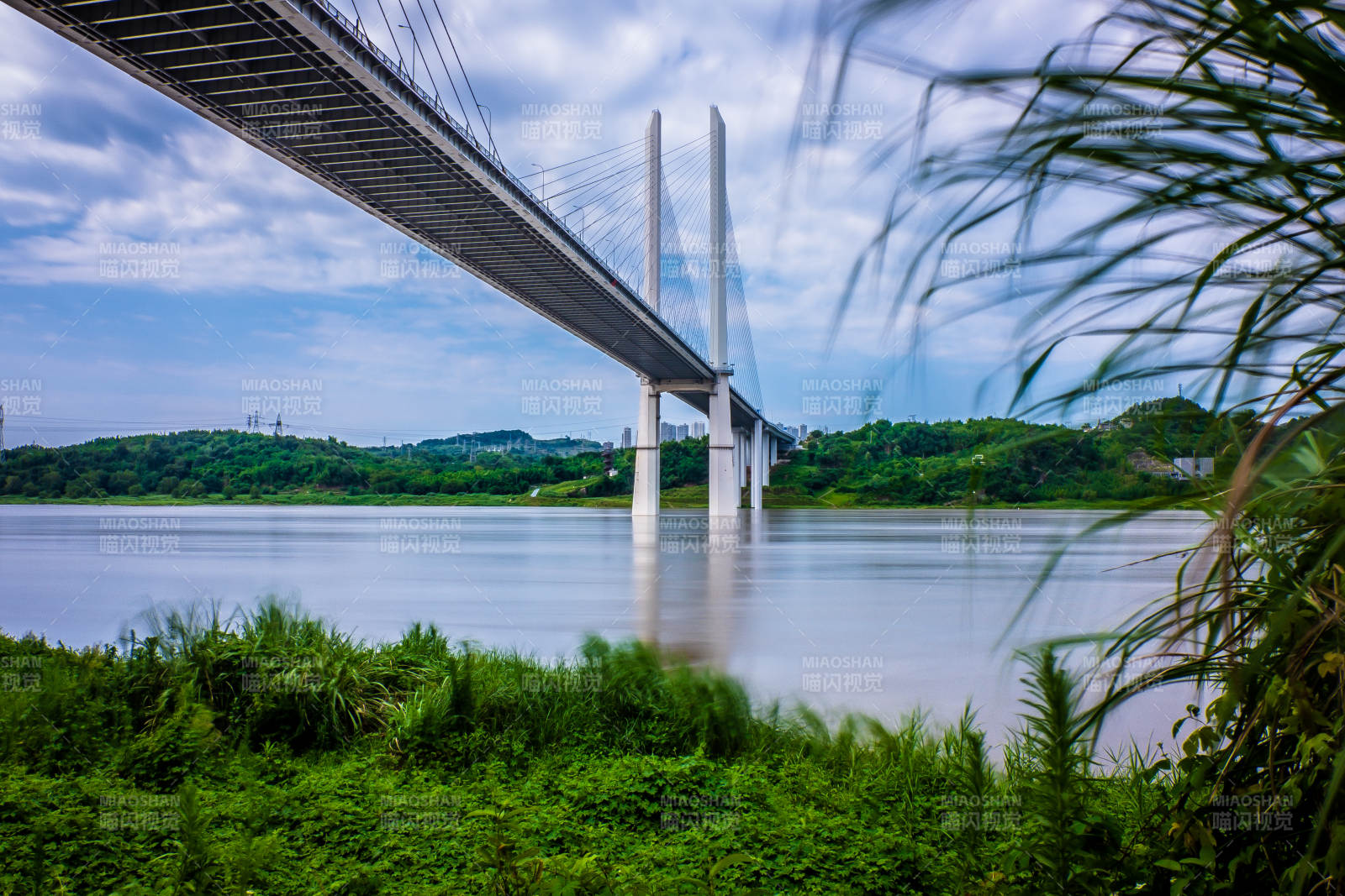 跨江大桥与绿植前景图片