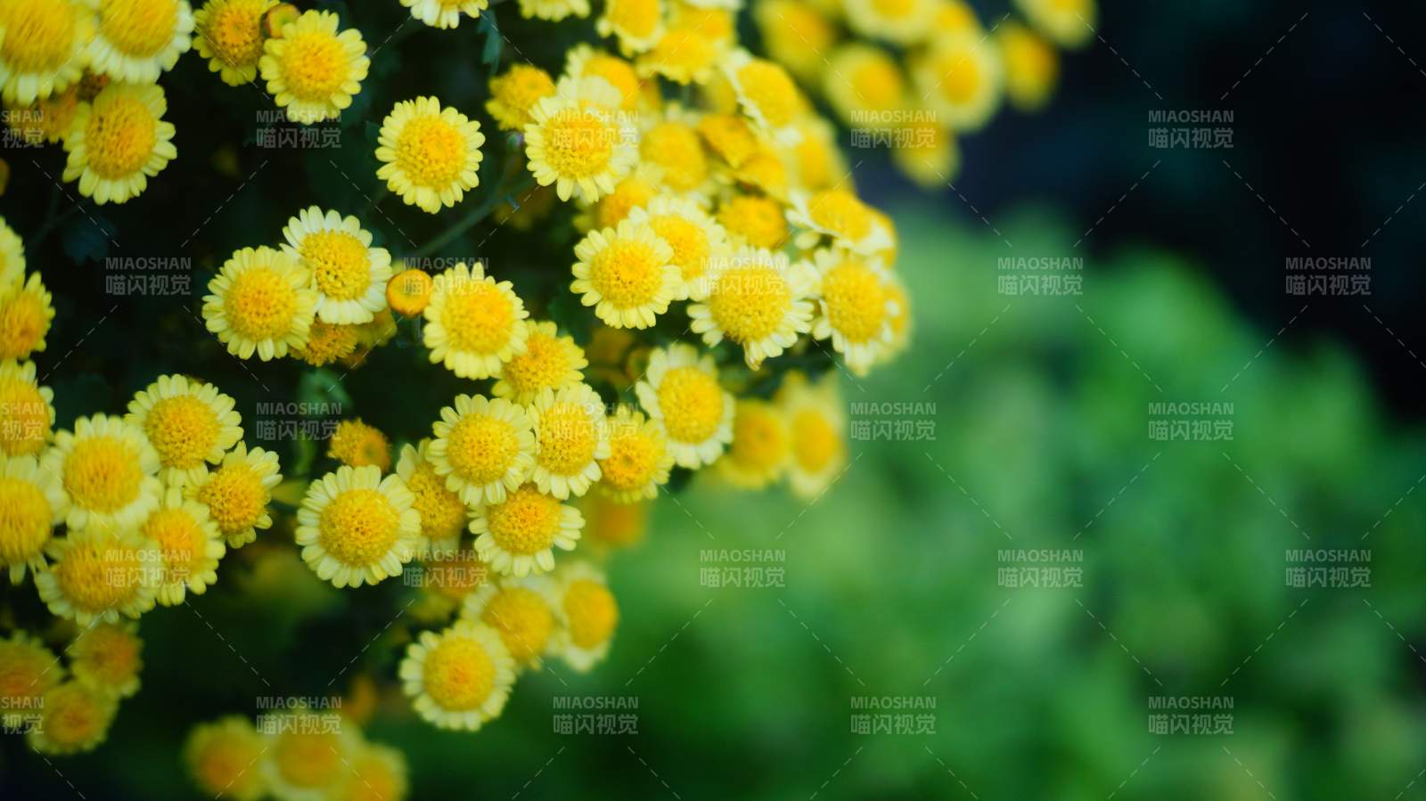 金黄小花簇拥绽放图片