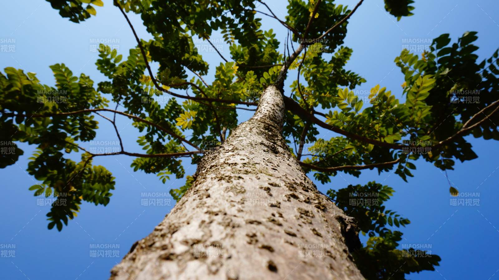 仰望大树 蓝天映衬图片