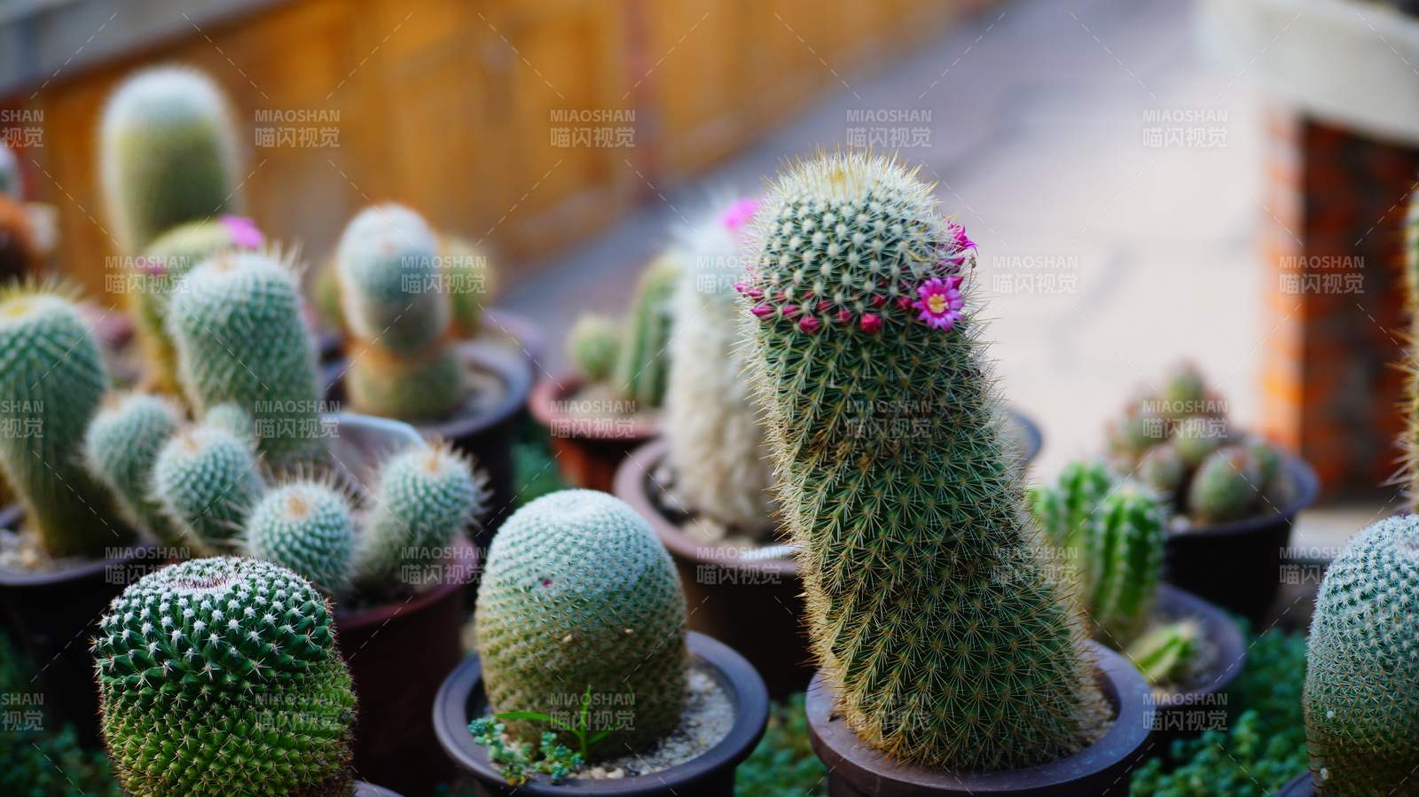 窗台上的多肉植物图片